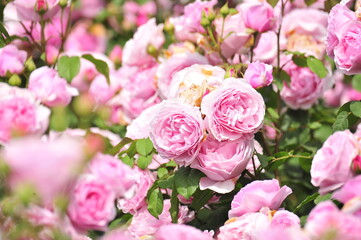 Wall Mural - pink roses in a garden