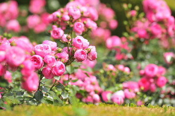 Wall Mural - pink roses in a garden