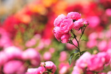 Wall Mural - pink roses in a garden