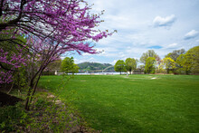 Cherry Blossoms In Point State Park In Pittsburgh, Pennsylvania, With The Green Lawn And West End Bridge In The Background.