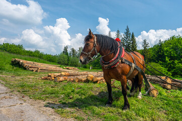 Wall Mural - A horse working in the forest. Using a horse for pulling logs in forestry. Carpathian Mountains, Slovakia.