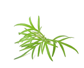  Artemisia vulgaris L, Sweet wormwood, artemisia annua branch green leaves isolated on white background