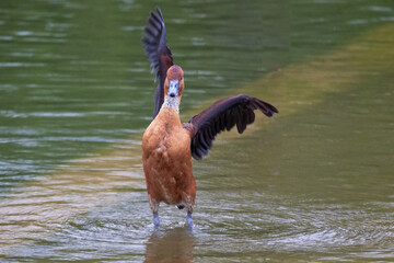 Aufkleber - A close up of a fulvous whistling duck. It is standing in shallow water facing forward. One wing points up and the other points to the right