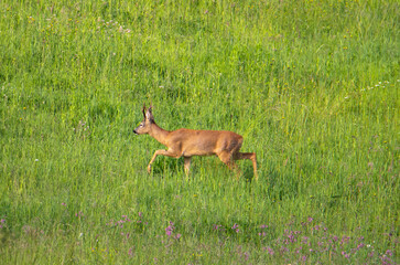 Wall Mural - A deer walking through the grass