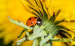 Ladybug preys on aphids under a yellow dandelion flower.