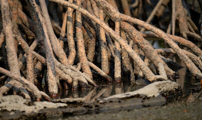 Wall Mural - Closeup stilt or prop roots of mangrove tree on the mangrove forest. Mangrove aerial roots. Supporting stilt roots of mangrove trees. The root system of mangroves. Blue carbon sink concept.