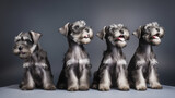 Fototapeta  - Few cute miniature schnauzer puppies on a minimalist backdrop. Generative AI
