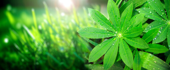 Wall Mural - Rain drops on a green leaves of lupine on sunny beautiful nature spring background. Summer scene with with dew drops on Lupinus leaf. Horizontal spring banner. Copy space for text