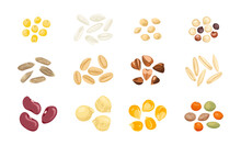 Set Of Different Cereal Grains, Seeds And Legumes. Vector Cartoon Illustration Of Millet, Rice, Amaranthus, Tricolor Quinoa, Rye, Wheat, Buckwheat, Oats, Red Beans, Chickpeas, Corn And Lentils.