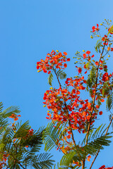 Wall Mural - Vibrant Red Blooms in a Clear Blue Sky