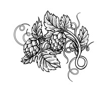 Hops Branch Engraving Style. Beer Hop Cones And Leaves Hand Drawn Label, Poster, Emblem. Vector Illustration