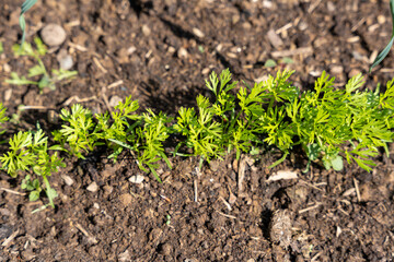 Canvas Print - Row of young carrott plants growing in the garden in spring in the sun. 