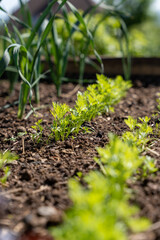 Canvas Print - Young carrott plants growing in a raised bed in spring. 