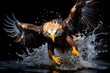 eagle in the water