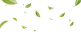 Flying whirl green tea leaves in the air with transparent background png, Healthy products by organic natural ingredients concept