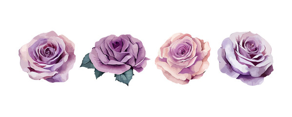 Wall Mural - Set of purple roses watercolor isolated on white background. Beautiful violet flowers, wedding invitation floral vector illustration