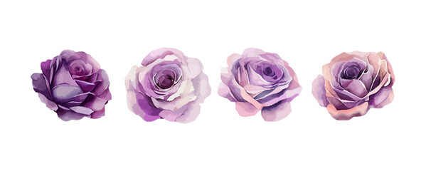 Wall Mural - Set of purple roses watercolor isolated on white background. Beautiful violet flowers, wedding invitation floral vector illustration
