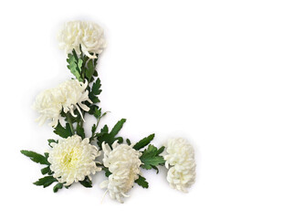 Wall Mural - Bouquet of flowers white chrysanthemum morifolium on a white background with space for text. Top view, flat lay