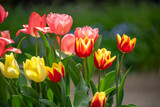 Fototapeta Tulipany - チューリップの花　春のイメージ