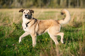 Poster - Rescue dog walking on the green grass in the park on a sunny day with blur background