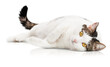 adult white spotted cat lies on its side and looks at the camera on a white isolated background