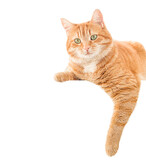 ginger cat lies on the banner. isolated on white background