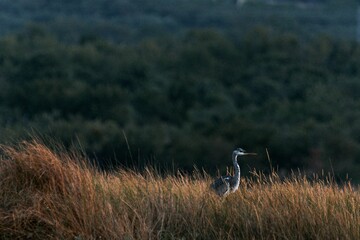 Poster - Scenic view of a majestic gray heron bird in a field with evergreen forest in the background