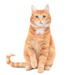ginger cat sits with one front paw raised and looks at the camera on a white isolated background