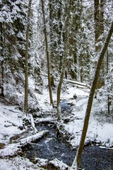 Sticker - Vertical shot of a river streaming inside a forest covered by snow