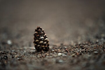 Poster - Conifer cone on the ground.