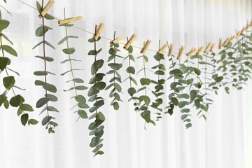 Canvas Print - String of Eucalyptus leaves in front of white draping