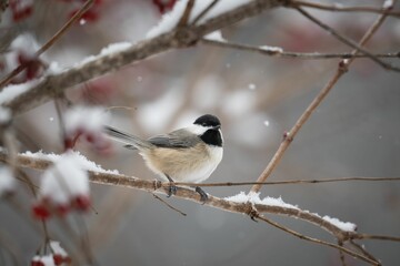 Canvas Print - Carolina Chickadee (Poecile carolinensis)