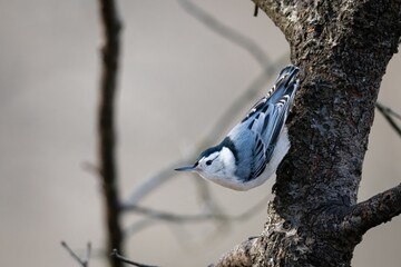 Wall Mural - Closeup shot of a white-breasted nuthatch standing upside down on a tree branch in Ohio
