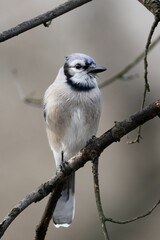 Wall Mural - Closeup shot of a Blue Jays perching on a tree in Ohio