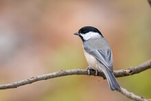 Closeup Of A Carolina Chickadee (Poecile Carolinensis) Perched On A Branch On Blurred Background