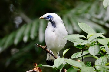 Sticker - Bali myna (Leucopsar rothschildi) resting on a tree branch on the blurred background