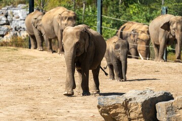 Poster - Baby elephants with others in the park on a sunny day