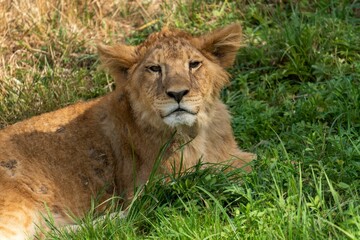 Poster - Portrait of a lying Asiatic lion on the grass in the forest