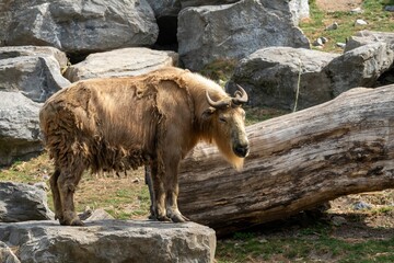 Wall Mural - sichuan takin animal standing on stones with falling tree trunks in the forest with sunlight