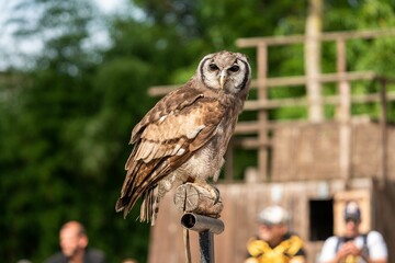 Sticker - Shallow focus of a brown owl standing on wooden roll in the garden with blur background