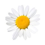 Fototapeta Kwiaty - A single common daisy flower, cut out on a transparent background
