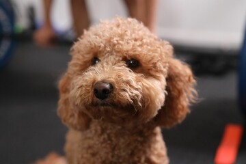 Wall Mural - Portrait of adorable brown havapoo poodle on blurry background