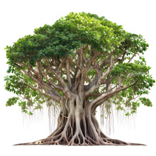 Banyan Or Bodhi Tree, Big Ficus Religiosa Isolated On Transparent Background, PNG, Generative AI