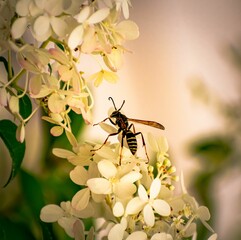 Sticker - Selective focus shot of a bee collecting pollen