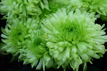 Canvas Print - Closeup of the chrysanthemum flowers