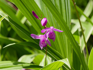 Poster - Bletilla striata - Gros plan sur fleurs d'orchidé jacinthe ou orchidée du Japon à pétales rose lilas tubulaire à gorge blanche striée de rose 
