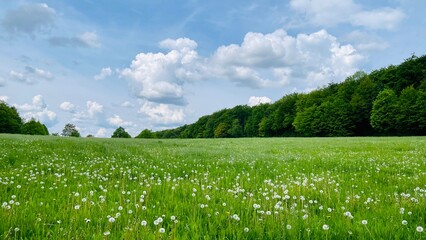 Spring Landscape With Dandelions Flowers Field and a Forest in Europe, Germany