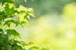 © Kyusang - Green leaves as a green background for nature, ecology and clean wallpaper concept