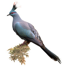 Blue Crowned Pigeon Bird Isolated