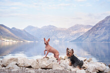 Two Dogs Stand On The Stone Against The Backdrop Of The Sea And Mountains. American Hairless Terrier And Yorkshire Terrier Near The Water. Travel With A Pet